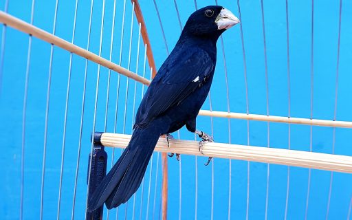 Santa Catarina reforça medidas de biosseguridade em eventos com aglomeração de aves passeriformes