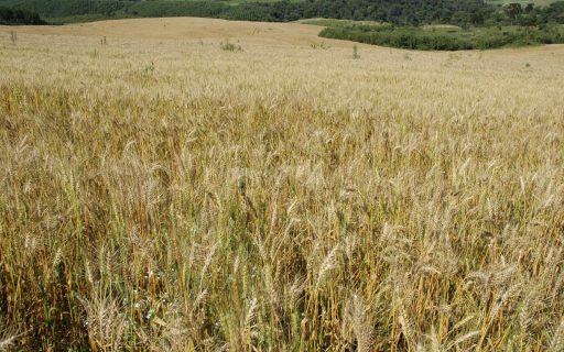 Secretaria de Estado da Agricultura e Pecuária incentiva o cultivo de cereais de inverno