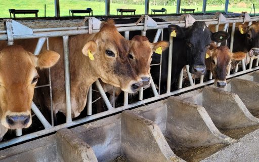 Uma das maiores conquistas da pecuária catarinense foi a histórica conquista do status de Área Livre de Aftosa sem Vacinação no Estado