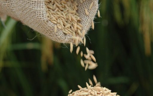 Enchentes no RS repercutem no preço do arroz, da soja e do leite, indica Boletim Agropecuário de maio