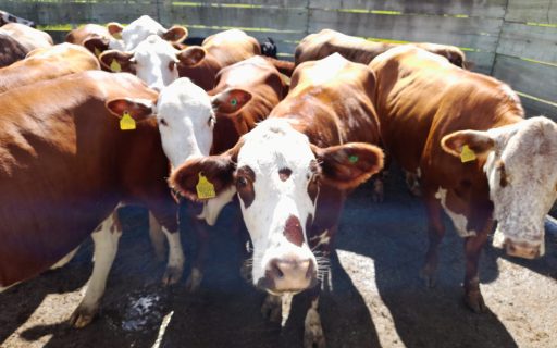 VII Fórum Catarinense de Prevenção da Febre Aftosa será em 27 de maio