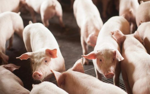 Santa Catarina alcança em abril o melhor desempenho do ano na exportação de carnes