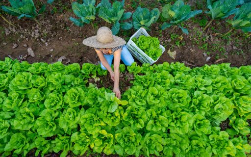 Nota Fiscal de Produtor Eletrônica terá uso obrigatório apenas em 2025