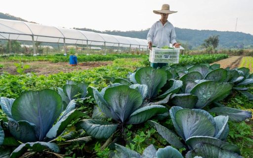 Decreto regulamenta prorrogação do uso obrigatório da nota eletrônica em Santa Catarina