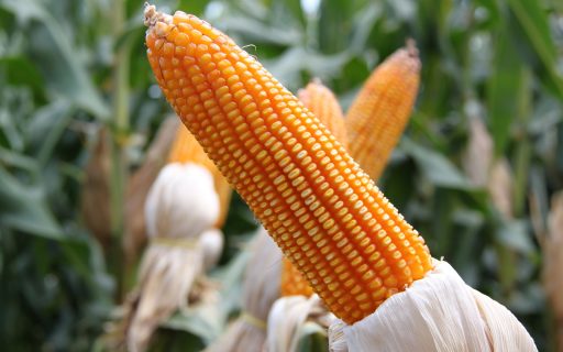 Governo do Estado irá lançar Projeto Sementes de Milho 2024 na próxima segunda-feira, 03 de junho