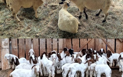 AVISO DE PAUTA – Lançamento da Câmara Setorial da Ovino e Caprinocultura será no sábado, 18 de maio