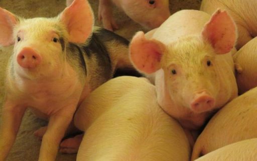 SC bate recorde no Valor da Produção Agropecuária em 2023, com destaque para a produção animal