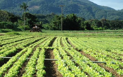 Dia Mundial do Meio Ambiente: SAR promove programas para a produção agropecuária sustentável e proteção ambiental