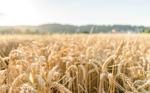 SAR incentiva produtores com ações direcionadas às culturas de inverno
