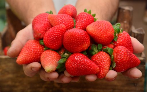 SAR discute as perspectivas da produção orgânica em Santa Catarina