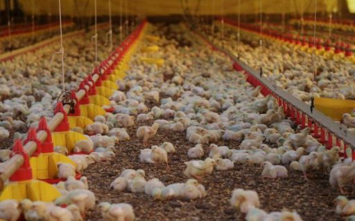 SAR emite Nota Técnica com recomendações para reforçar medidas de biosseguridade em granjas avícolas