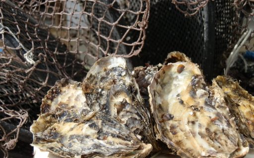 Suspensa a retirada, o consumo e a comercialização de moluscos bivalves em áreas de cultivo de moluscos
