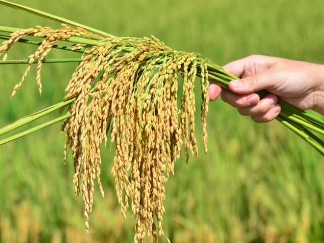 Abertura da colheita de arroz será em São João de Itaperiú