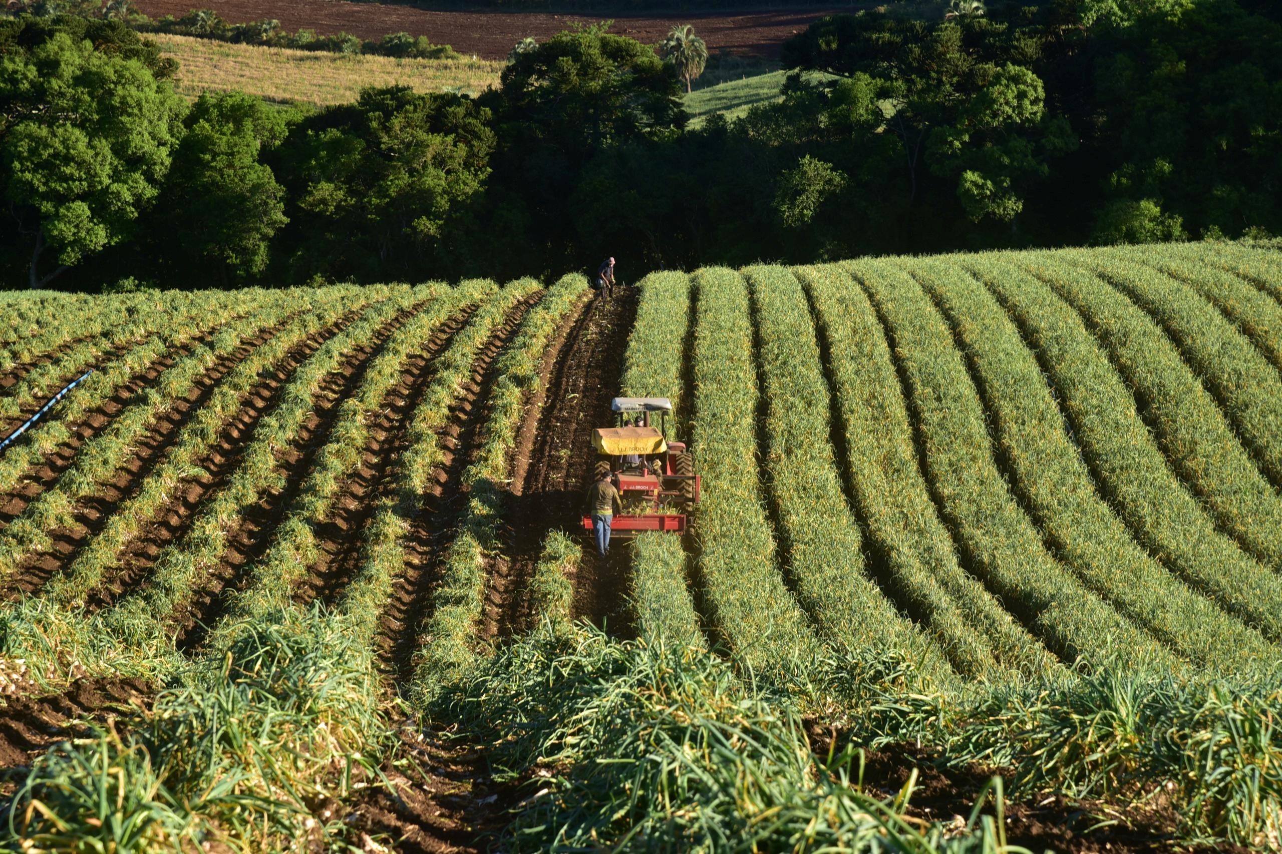 Governo de SC prorroga prazo de financiamentos do FDR para agricultores afetados pela queda nos preços da cebola e do alho
