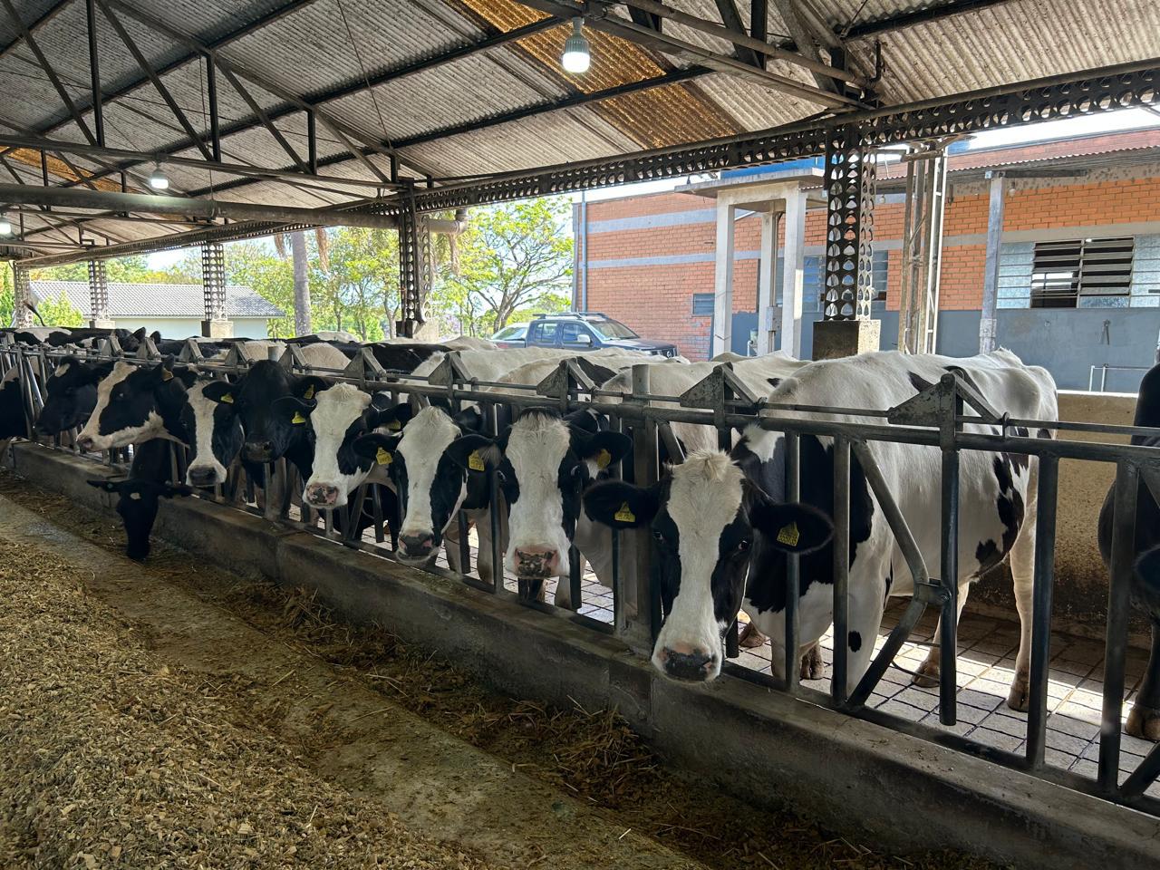 Mais de R$4,5 milhões são movimentados no 1º dia de operações do Pronampe Leite Custeio/ BRDE SC