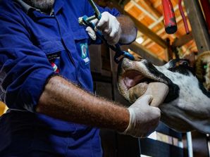 Estado celebra 16 anos de Santa Catarina como Zona Livre de Febre Aftosa sem Vacinação