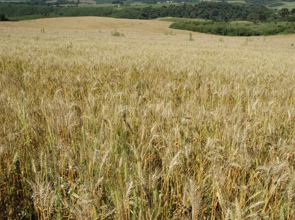 Secretaria de Estado da Agricultura e Pecuária incentiva o cultivo de cereais de inverno